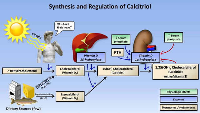 Calcium and Phosphate Metabolism