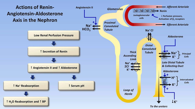 Sodium and Potassium Metabolism (Renin, Angiotensin, Aldosterone, and ADH)